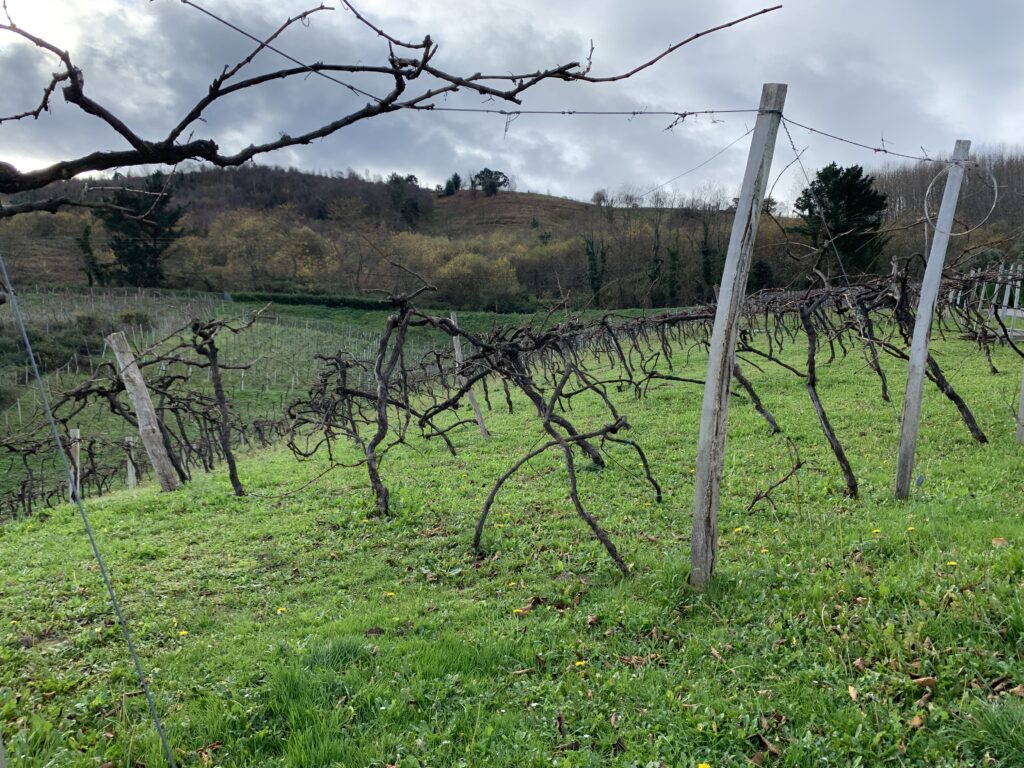 Photo by World Wine With(筆者撮影)