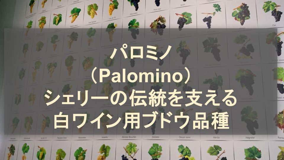 パロミノ（Palomino）│シェリーの伝統を支える白ワイン用ブドウ品種