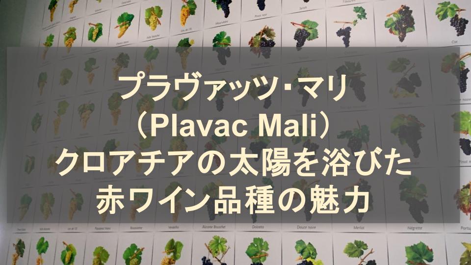 プラヴァッツ・マリ（Plavac Mali）クロアチアの太陽を浴びた赤ワイン品種の魅力