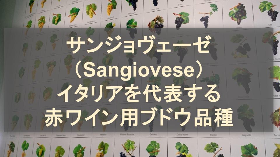 サンジョヴェーゼ（Sangiovese）とは？イタリアを代表する赤ワイン用ブドウ品種