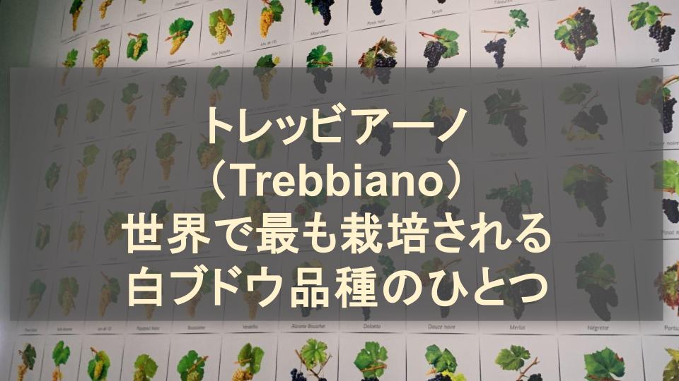 トレッビアーノ（Trebbiano）│世界で最も栽培される白ブドウ品種のひとつ