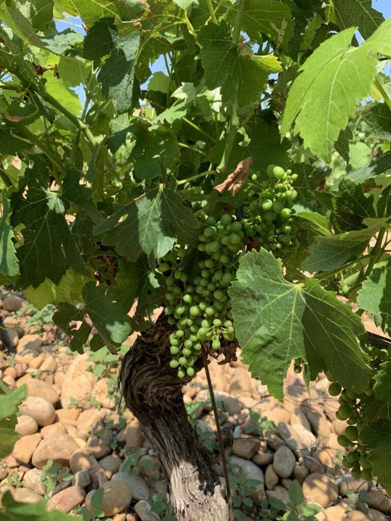 グルナッシュの若いブドウ Photo by World Wine With(筆者撮影)